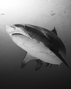 Billede fra billedgalleriet på Fuvahmulah Tiger Shark Diving Stay i Fuvahmulah + 31 billeder