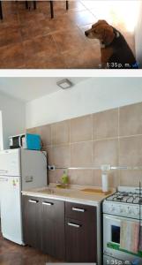 un cane seduto sul bancone in cucina di Centro San Rafael 1 a San Rafael