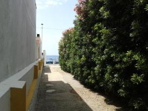 uma rua com arbustos ao lado de um edifício em Pitosforo - Ulivo - Cocco em Ischia