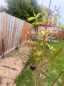 einen Garten mit einem Zaun und einer Pflanze in der Unterkunft Hespeler Haven Hideaway in Cambridge