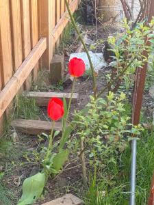 Zahrada ubytování Hespeler Haven Hideaway