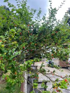 En have udenfor Resort Ideal Forest