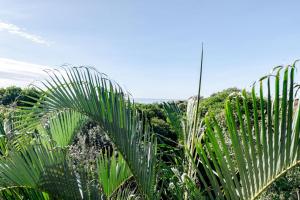 een groep palmbomen in een veld bij Absolute Beachfront House with Pool & Views in Marcus Beach