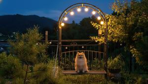 Et eller flere kæledyr der bor med gæster på Gapyeong Nomadrium poolvilla Pension