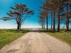 eine unbefestigte Straße mit Bäumen auf beiden Seiten in der Unterkunft Beachy Sounds House in Carters Beach