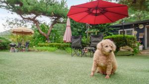 een klein bruin hondje dat onder een rode paraplu zit bij Pocheon Arumdri Pension in Pocheon