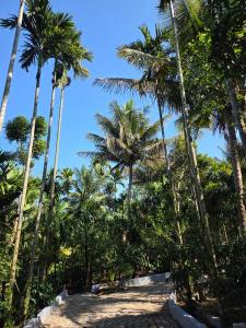 eine Gruppe von Palmen an einem Sandstrand in der Unterkunft Pearl farmstay in Kushālnagar