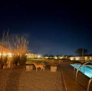 NārāyanpurThe Cub Sariska的夜里，一只狗在泳池边散步。