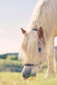 un pony con lunghi capelli bianchi in piedi in un campo di Lawendowe Rancho a Szczytna