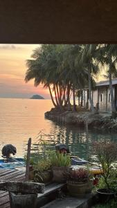 eine Gruppe Topfpflanzen auf einem Steg in der Nähe des Wassers in der Unterkunft House Sea Front view - Swimming Pool in Ko Chang