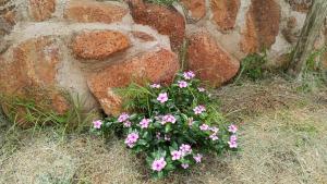 Ein Blumenstrauß liegt neben einigen Steinen. in der Unterkunft River Rock Safari Hebron, Kgabakatsane  + 10 Fotos