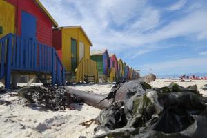 a row of colorful beach huts on the beach at Chamomile Cottage 2 in Muizenberg
