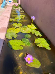 En have udenfor Prakruthi home stay