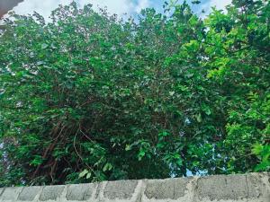 een boom achter een bakstenen muur achter een haag bij huazhi in Accra