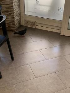 un uccello nero in piedi su un pavimento di piastrelle di Casa Doramas a San José de Caideros