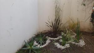 un gruppo di piante sedute accanto a un muro di Urban 360 a Río Cuarto