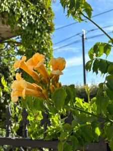 Vườn quanh L'aiguade 4