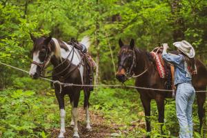 un uomo in piedi accanto a due cavalli su un sentiero di Horse Farm, 4BR 4BA Lodge in Scenic Valley, 20min from Center Hill Lake, 1hr from Nashville 
