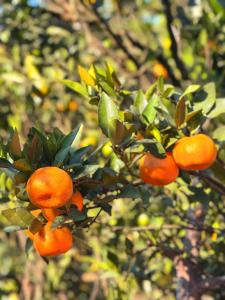 Billede fra billedgalleriet på Sittong Cottage By The Trails Retreat 