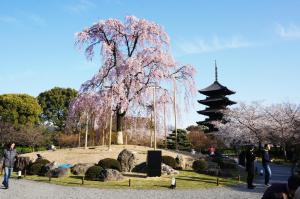 a weeping willow tree in a park with a pagoda at Akaneya Kyoto Station in Kyoto