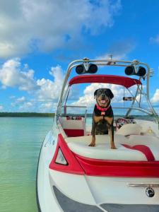 Afbeelding uit fotogalerij van Hotel Alux x Over Blue in Bacalar