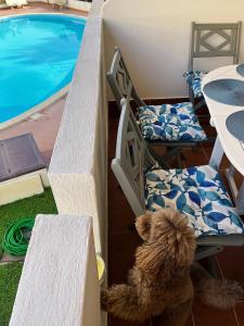 een teddybeer die op een stoel naast een zwembad zit bij VitaDaMare in Giardini Naxos