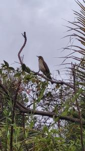 Động vật gần/tại nhà nghỉ dưỡng