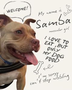 Κατοικίδιο ή κατοικίδια επισκεπτών που μένουν στο Hakuba Pension & Log Hotel Meteor