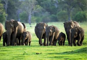 Zvířata v hotelu nebo okolí