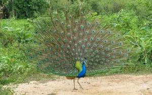 Zvířata v hotelu nebo okolí + 6 fotografií