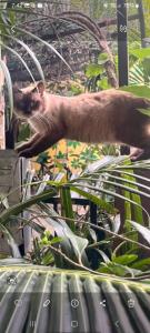 Zvířata v ubytování v soukromí nebo okolí