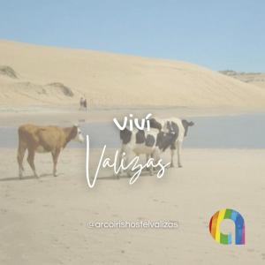 zwei Kühe stehen mit einem Fallschirm am Strand in der Unterkunft Arcoiris Hostel in Barra de Valizas