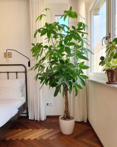 een potplant in een kamer met een raam bij shen hotel8 in Ho Chi Minh-stad