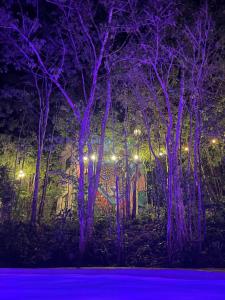 a group of trees lit up at night with purple lights at Aldea Yuyu in Tulum