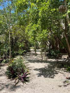 a path through a forest with trees and plants at Aldea Yuyu in Tulum