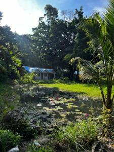 尼尔岛Sea Sand Resort的满是百合垫子的池塘,在房子前面