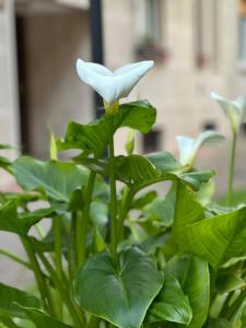 a white flower on a plant with green leaves at My Guest Milan Suite in Milan