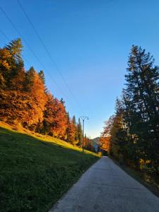 een weg met bomen aan de zijkant van een veld bij Casa din fagi in Munună +12 foto's