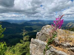 a purple flower on a rock with a view at Sadyba u Vani in Volovets