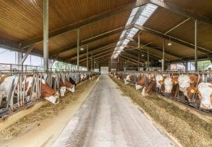 a group of cows are standing in a barn at Eberlhof in Schechen +13 photos