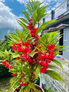 a plant with red flowers in front of a building at Shree Kedar dham Guest House in Gupta Kāshi