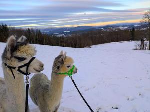 Zvířata v apartmánu nebo okolí