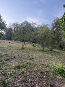 een open veld met bomen en gras in een veld bij Cabañas la flor  +6 foto's