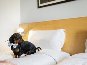 a dog sitting on a bed with a bow tie at ibis Bengaluru Hosur Road - An Accor Brand in Bengaluru +79 photos