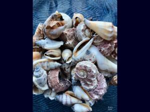 ein Haufen Muscheln auf einem blauen Tuch in der Unterkunft Willkommen-Glückstadt in Glückstadt