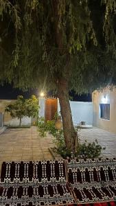 En have udenfor Acacia Bidiyah + 13 billeder