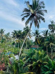 een palmboom die hoog boven een palmbos uittorent bij Villa C & C Thalpe in Talpe +8 foto's