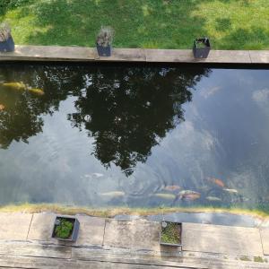 een weerspiegeling van een boom in een vijver bij Ferienwohnung Casa Bianka Erdgeschoss in Fridolfing