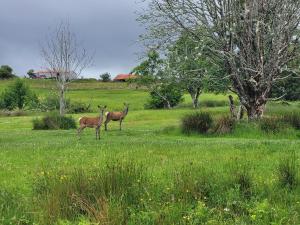 due cervi in un prato di Sound of Durnamuck a Durnamuck