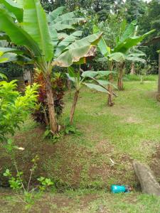 a group of banana trees in a field at Anita's Apartment in Upala +9 photos